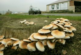 Agrocybe aegerita (Pholiote du peuplier) à Chamfleury