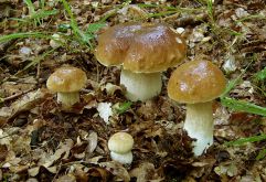 Boletus aestivalis (bolet d‘été)