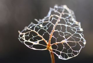 Hedera Helix. Feuille de lierre