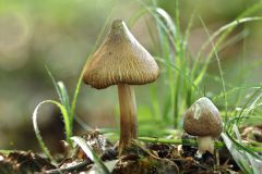 Inocybe maculata