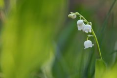 Covolaria majalis. Muguet
