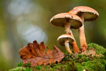 Hypholoma sublateritium. Hypholome couleur de brique