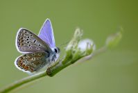 Polyommatus Icarus
