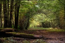 Forêt de Sacy
