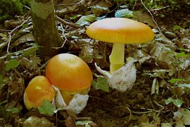 Amanita caesarea (Amanite des Césars)