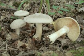 Entoloma lividum (Entolome livide)