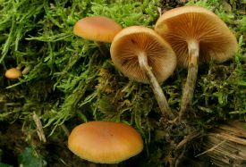Galerina marginata (Galère marginée)