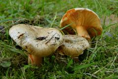 Lactarius deterrimus (Lactaire des épiceas)