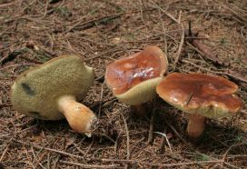 Xerocumus badius (Bolet bai)